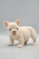 HALAAN, a male French Bulldog for sale in Miami, FL – 3 of 5