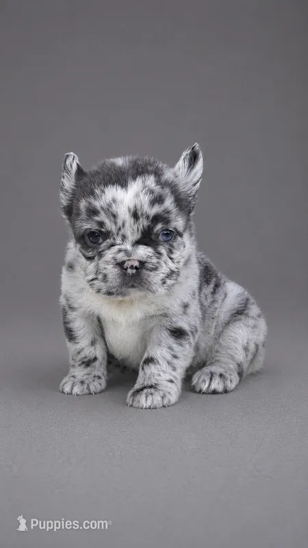 OREO  – French Bulldog puppy for sale in Miami, FL