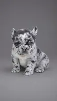 OREO , a female French Bulldog for sale in Miami, FL – 1 of 4