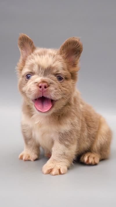 MESSI , a male French Bulldog for sale in Miami, FL – 6 of 6