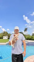 ELVIS, a male French Bulldog for sale in Miami, FL – 2 of 7