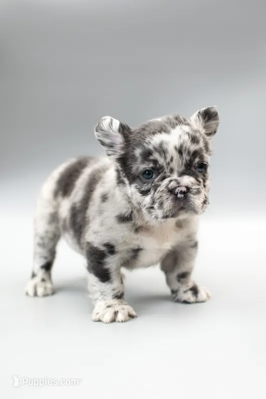 OREO  – French Bulldog puppy for sale in Miami, FL