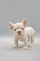FELIX , a male French Bulldog for sale in Miami, FL – 3 of 7