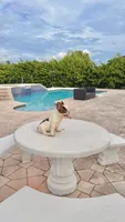 PENNY , a female French Bulldog for sale in Miami, FL – 2 of 10