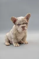 FIONA, a female French Bulldog for sale in Miami, FL – 2 of 6