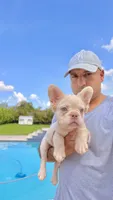 ELVIS, a male French Bulldog for sale in Miami, FL – 1 of 7