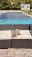 BRITNEY , a female French Bulldog for sale in Miami, FL – 9 of 9