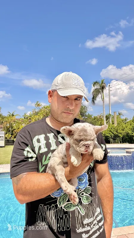 BRITNEY  – French Bulldog puppy for sale in Miami, FL