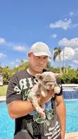 BRITNEY , a female French Bulldog for sale in Miami, FL – 1 of 9