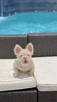 GUCCI, a female French Bulldog for sale in Miami, FL – 4 of 6