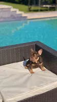 RUBI, a female French Bulldog for sale in Miami, FL – 7 of 10