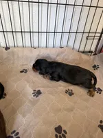 Male, a male Cavalier King Charles Spaniel for sale in Milwaukee, WI – 2 of 3