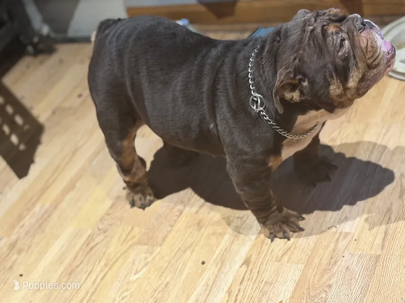 kc  – English Bulldog puppy for sale in Milwaukee, WI
