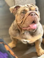 Birdie, a female English Bulldog for sale in Milwaukee, WI – 3 of 3