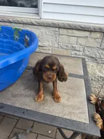 Tuula, a female Cavalier King Charles Spaniel for sale in Milwaukee, WI – 1 of 4