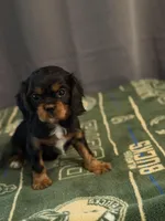 Girl, a female Cavalier King Charles Spaniel for sale in Milwaukee, WI – Photo 2 of 3