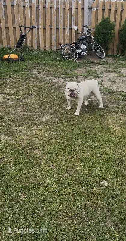 White – English Bulldog puppy for sale in Milwaukee, WI