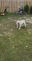 White, a female English Bulldog for sale in Milwaukee, WI – 1 of 2