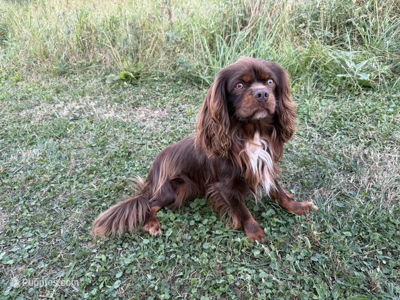 King – Cavalier King Charles Spaniel puppy for sale in Milwaukee, WI