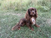 King, a male Cavalier King Charles Spaniel for sale in Milwaukee, WI – 2 of 2