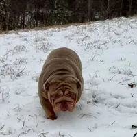 Homer, a male English Bulldog for sale in Milwaukee, WI – Photo 1 of 3