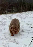 Homer, a male English Bulldog for sale in Milwaukee, WI – Photo 1 of 3