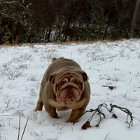 Homer, a male English Bulldog for sale in Milwaukee, WI – Photo 2 of 3
