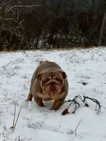 Homer, a male English Bulldog for sale in Milwaukee, WI – Photo 2 of 3