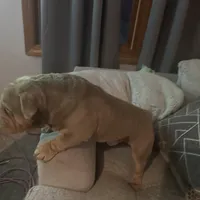 Homer, a male English Bulldog for sale in Milwaukee, WI – Photo 3 of 3