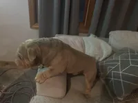 Homer, a male English Bulldog for sale in Milwaukee, WI – Photo 3 of 3