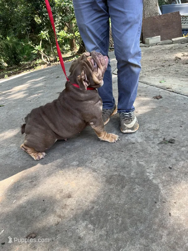 Baby – English Bulldog puppy for sale in Milwaukee, WI