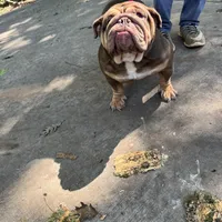 Baby, a female English Bulldog for sale in Milwaukee, WI – Photo 3 of 3