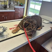 Baby, a female English Bulldog for sale in Milwaukee, WI – Photo 2 of 3