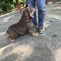 Baby, a female English Bulldog for sale in Milwaukee, WI – Photo 1 of 3