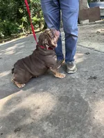 Baby, a female English Bulldog for sale in Milwaukee, WI – Photo 1 of 3
