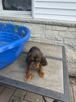 Tuula, a female Cavalier King Charles Spaniel for sale in Milwaukee, WI – 2 of 4