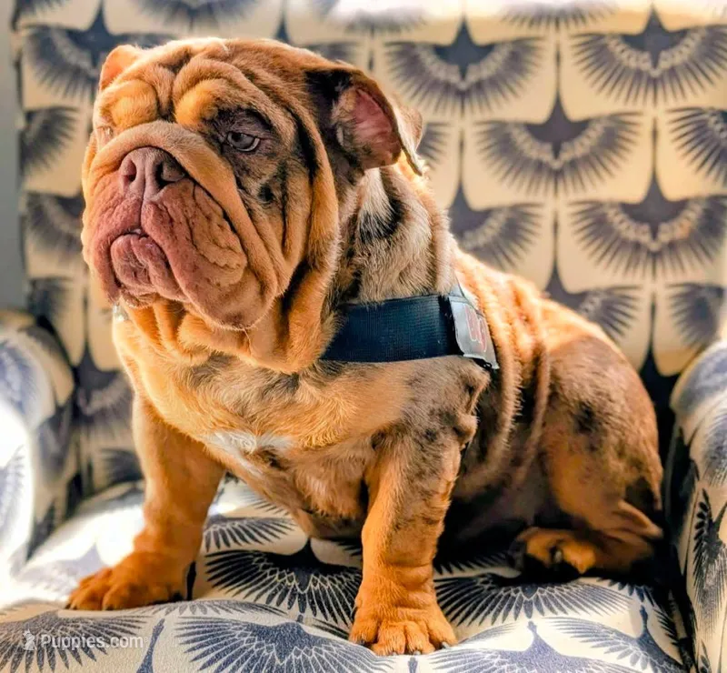 Birdie – English Bulldog puppy for sale in Milwaukee, WI