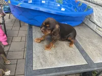 Tuula, a female Cavalier King Charles Spaniel for sale in Milwaukee, WI – 3 of 4