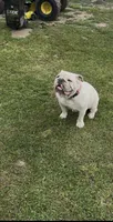 White, a female English Bulldog for sale in Milwaukee, WI – 2 of 2