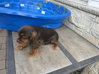 Tuula, a female Cavalier King Charles Spaniel for sale in Milwaukee, WI – 4 of 4