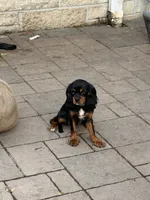 Betty, a female Cavalier King Charles Spaniel for sale in Milwaukee, WI – 1 of 2