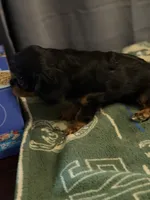 Betty, a female Cavalier King Charles Spaniel for sale in Milwaukee, WI – 3 of 4