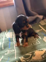 Betty, a female Cavalier King Charles Spaniel for sale in Milwaukee, WI – 1 of 4