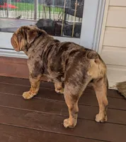 Birdie, a female English Bulldog for sale in Milwaukee, WI – 2 of 3