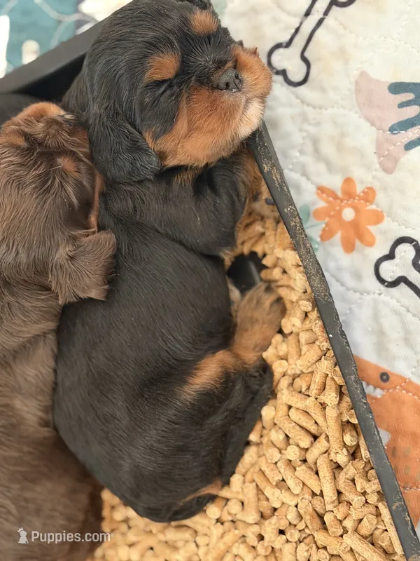 Male – Cavalier King Charles Spaniel puppy for sale in Milwaukee, WI