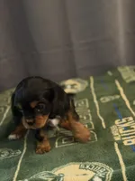 Betty, a female Cavalier King Charles Spaniel for sale in Milwaukee, WI – 4 of 4