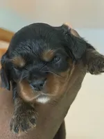 Male, a male Cavalier King Charles Spaniel for sale in Milwaukee, WI – 3 of 3