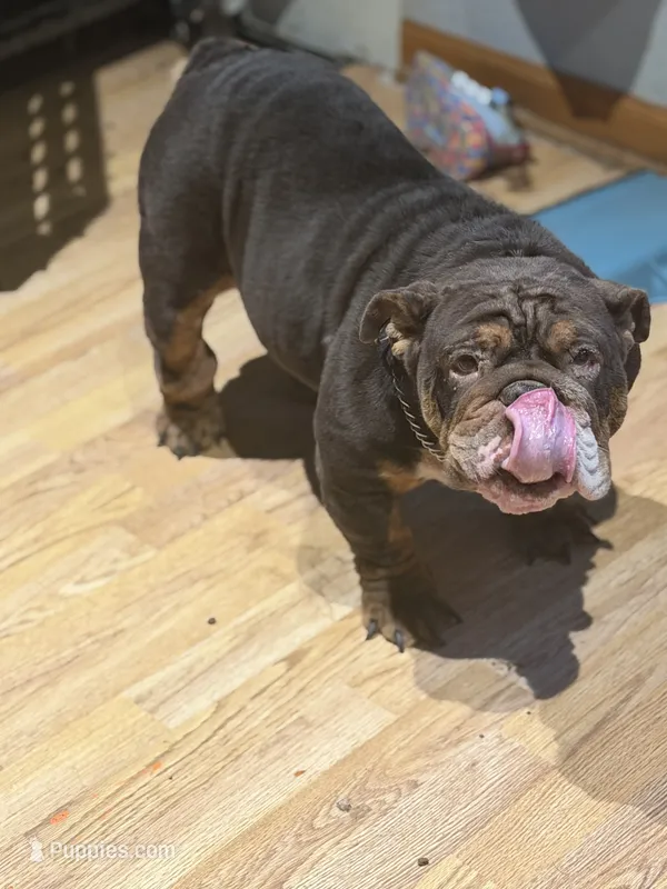 Kc – English Bulldog puppy for sale in Milwaukee, WI