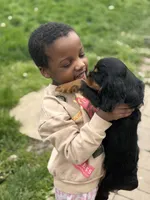 Betty, a female Cavalier King Charles Spaniel for sale in Milwaukee, WI – 2 of 4