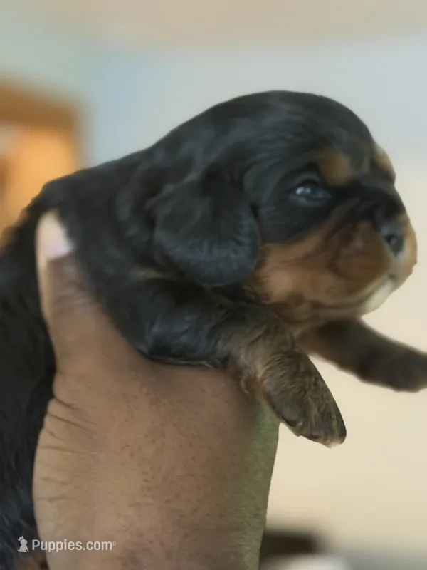 Male – Cavalier King Charles Spaniel puppy for sale in Milwaukee, WI
